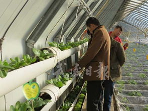涼州區下雙鎮 設施蔬菜出口基地，打造農產品國際化新名片